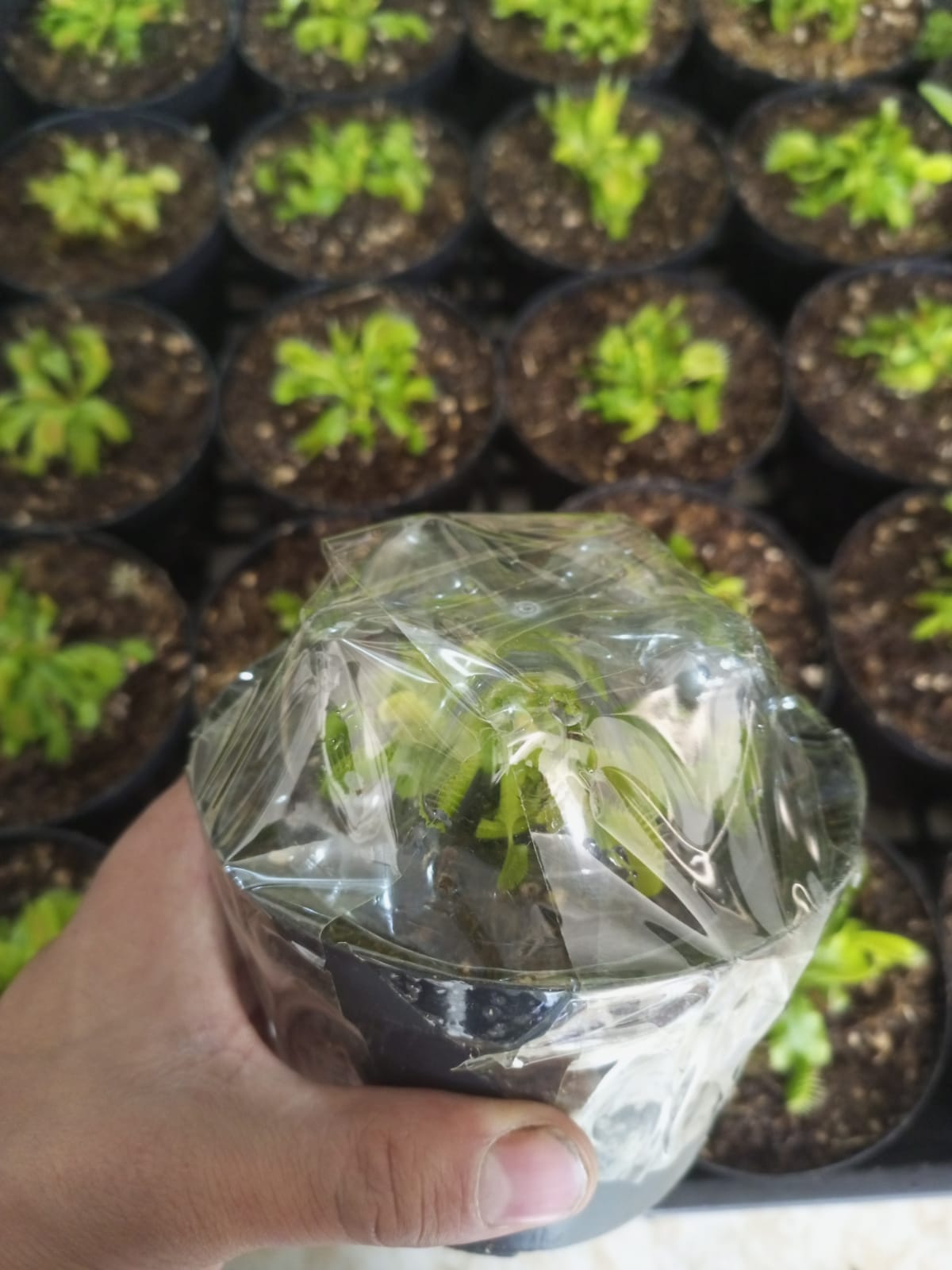 Vista 4 de PLANTA VENUS CARNÍVORA - TAMAÑO MATERA: P5 Cuadrada 5x5cm Planta Pequeña, TIPO DE PLANTA: Venus Verde Típica